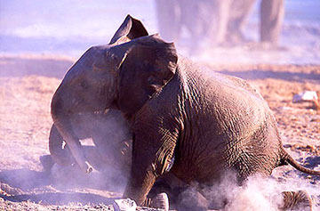 Elephant calf etosha
